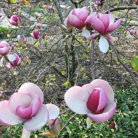 Magnolia Soulange`a Lennei (C2)